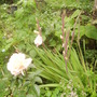 Gladioli, a little windswept but surviving 08.08 (Gladiolus)