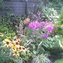Summer Border