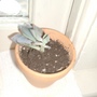 Debbie Downer (Echivera)
