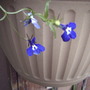 Lobelia "Sapphire blue" (Lobelia)