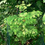 Metasequoia "Gold Rush" (Metasequoia glyptostroboides "Gold Rush")
