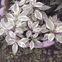 Variegated dogwood (Cornus)