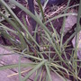 Garlic chives in bud (Allium tuberosum (Garlic chives))