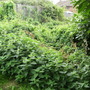Lots Of Nettles & Bindweed:)