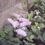 Dwarf pink astilbe (Astilbe chinesis pumila)