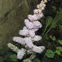 Dwarf pink astilbe (Astilbe chinesis pumila)