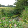 More Midhurst wild flowers