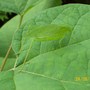 Leafbug