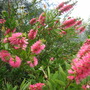 Callistemon (Callistemon " The Bluff ".)