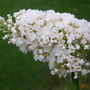  Buddleja davidii (Buddleja davidii)