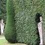 lurking in hedges