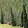 Chatsworth_hedges.jpg