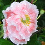Papaver somniferum
