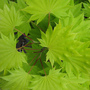 Fresh green Maple! (Acer palmatum (Japanese maple))