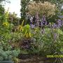 Nepeta x faassenii