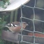 On_the_bird_table
