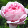 Rosa multiflora