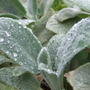 Stachys_leaves