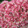 Sedum_spectabile