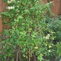 A garden flower photo (Banksia marginata (Honeysuckle))
