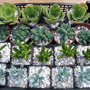 succulents