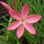 Schizostylis 'Sunrise'