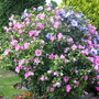 A garden flower photo