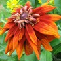 Rudbeckia alpicola