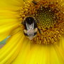 busy bee