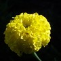 marigold (Calendula officinalis (English marigold))