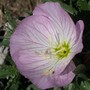 Oenothera rosea