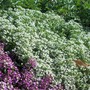 allysum (Berteroa incana (Allysum))