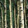 Quaking Aspen (Populus tremuloides)