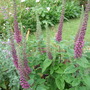 Teucrium hircanum