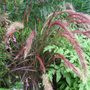 Pennisetum