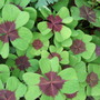 Oxalis