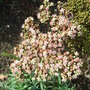 Sedum telephium