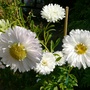 White Aster (Callestephus chinesis)