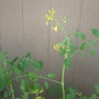 flowering grape tomatoes