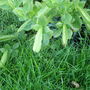  asparagus pea (Psophocarpus tetragonolobus (Asparagus Pea))