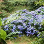 Drift of Hydrangea macrophylla (Hortensia Group)