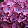 Hydrangea macrophylla 'Heinrich Seidel' (Hortensia Group)