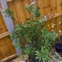 A garden flower photo (Callistemon citrinus (Bottle brush))