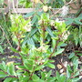 Arbutus unedo, the Strawberry tree. (Arbutus unedo 'The Strawberry Tree')
