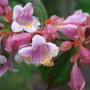 Abelia schumannii (Abelia schumannii)