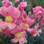Self-sown Antirrhinums (Antirrhinum majus)