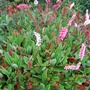 Persicaria affinis