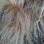 Bronze Grass (Carex 'Comans Bronze')