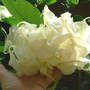 Angel Trumpet "Shredded White" Inside (Brugmansia "Shredded White")