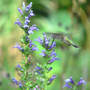 Hummer and Great Blue Lobelia (Lobelia siphilitica)